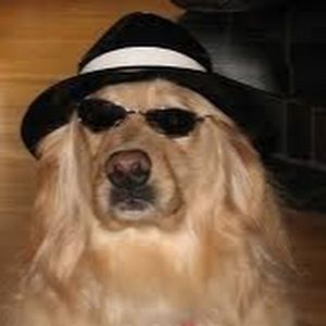 Meet your Posher, Tess